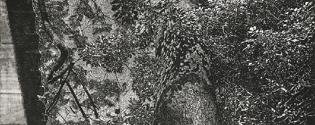 藏品:曼谷最後一口氣 第二號的(1)張圖片