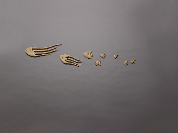 藏品:魚群的訊息的(5)張圖片
