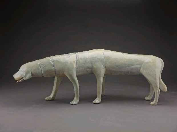 藏品:全景-狗的(1)張圖片