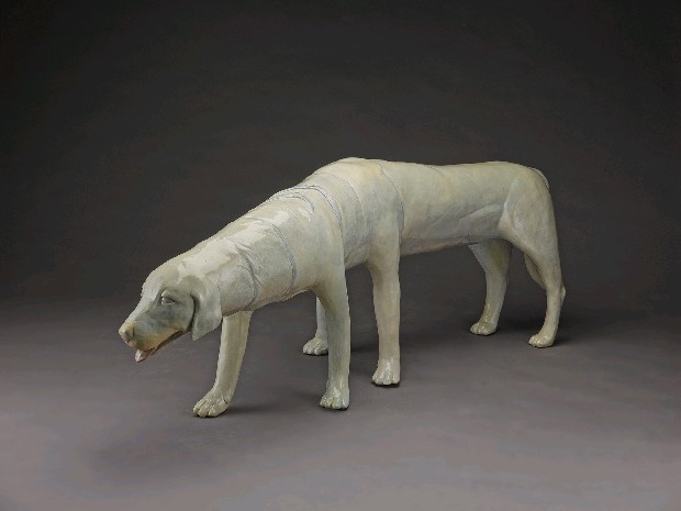 藏品:全景-狗的(2)張圖片