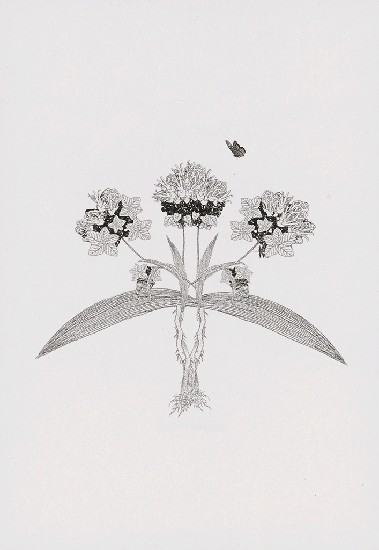 藏品:花草偈3的(12)張圖片