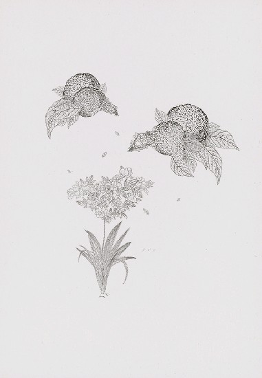 藏品:花草偈3的(14)張圖片