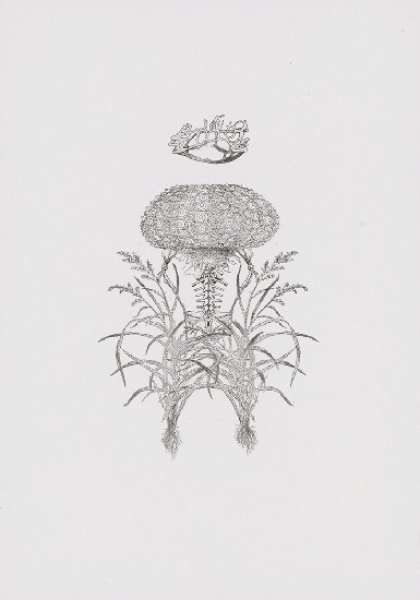 藏品:花草偈3的(15)張圖片