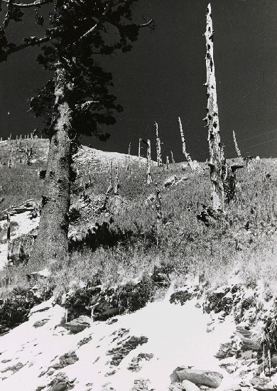 藏品:高山古情-劫後林相（合歡山）的(1)張圖片