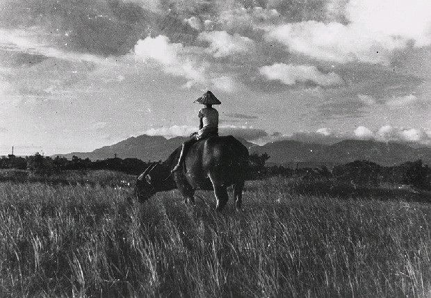 藏品:淡河漣漪-牧童與牛的(1)張圖片