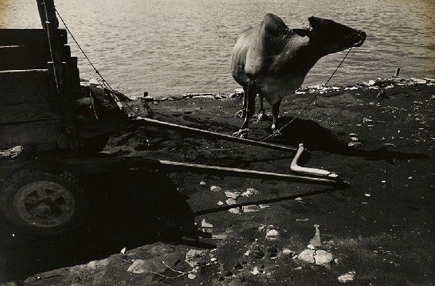 藏品:不詳的(1)張圖片