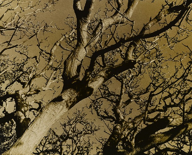 藏品:冬樹的(1)張圖片