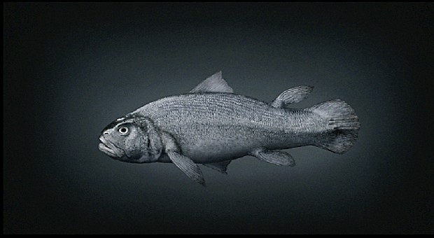 藏品:源 (動態版)的(1)張圖片