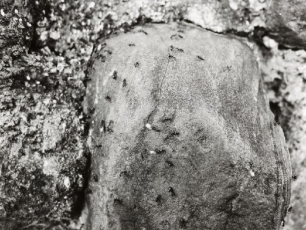 藏品:台灣-核災過後的(18)張圖片