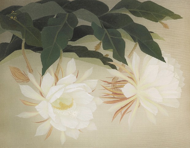 藏品:曇花的(1)張圖片