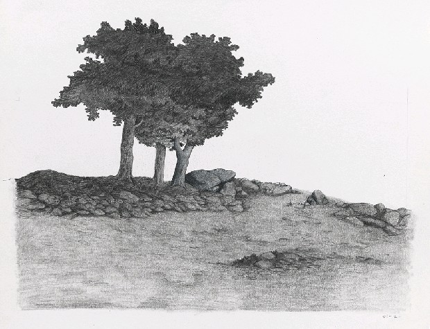 藏品:森林路上．兔子的(3)張圖片