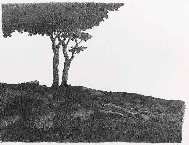 藏品:森林路上．兔子的(11)張圖片