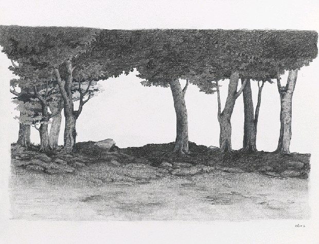 藏品:森林路上．兔子的(13)張圖片