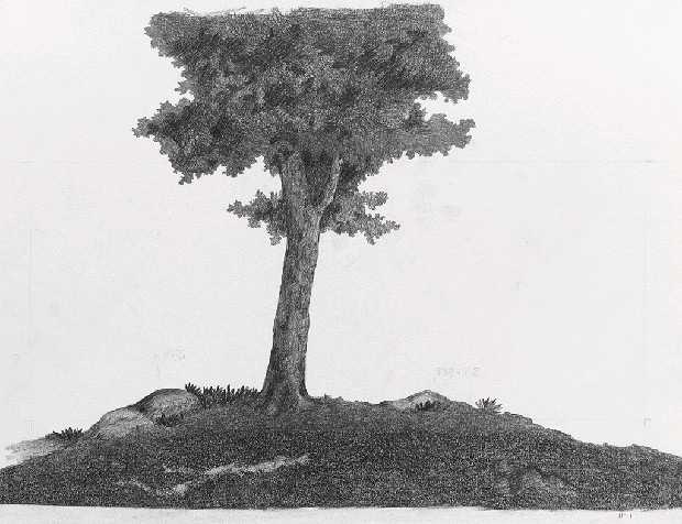 藏品:森林路上．兔子的(17)張圖片