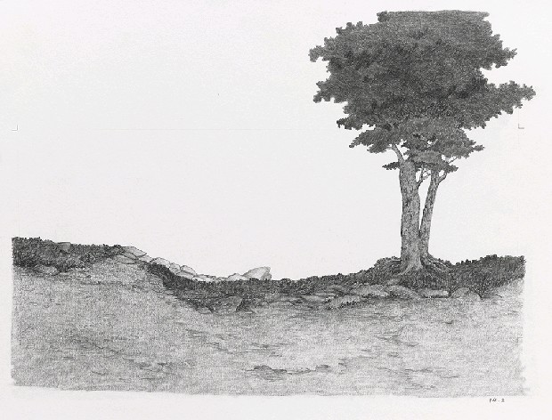 藏品:森林路上．兔子的(25)張圖片