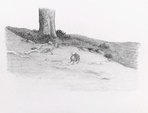 藏品:森林路上．兔子的(51)張圖片