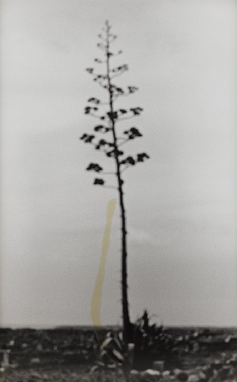 藏品:記憶的距離(兩棵松/一株樹/一盞燈/一團影/一口氣)的(5)張圖片