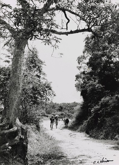 藏品:鄉村早晨的(1)張圖片