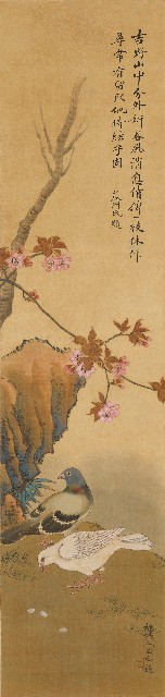 藏品:櫻花鵓鴣的(1)張圖片