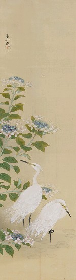 藏品:繡球白鷺的(1)張圖片