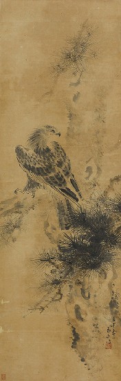 藏品:松鷹的(1)張圖片