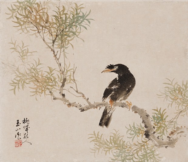 藏品:柳蔭八哥的(1)張圖片