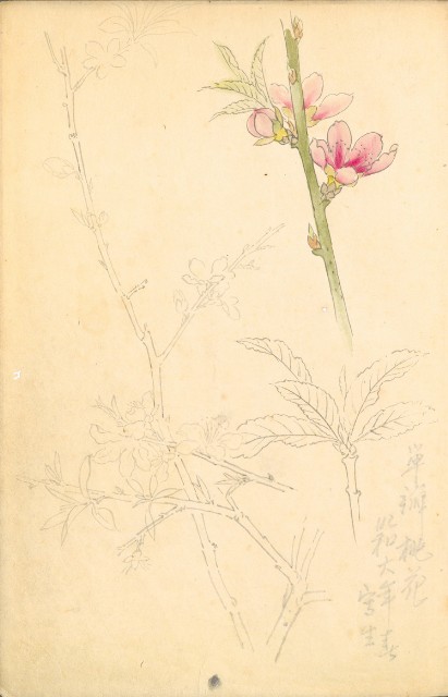 藏品:花鳥寫生冊002的(4)張圖片