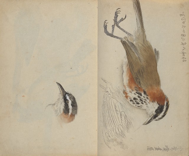 藏品:1930年代花鳥、景觀寫生集的(5)張圖片