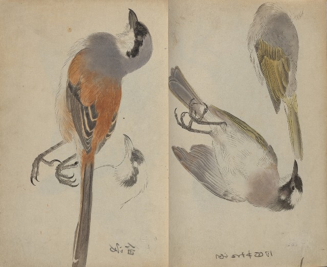藏品:1930年代花鳥、景觀寫生集的(6)張圖片