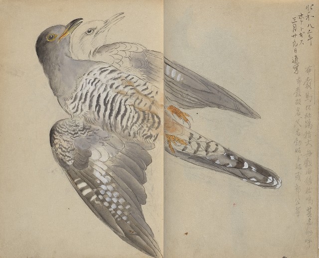 藏品:1930年代花鳥、景觀寫生集的(7)張圖片