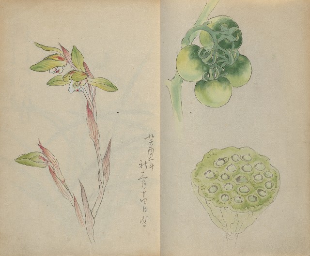 藏品:1930年代花鳥、景觀寫生集的(9)張圖片