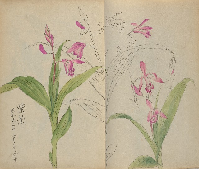 藏品:1930年代花鳥、景觀寫生集的(14)張圖片