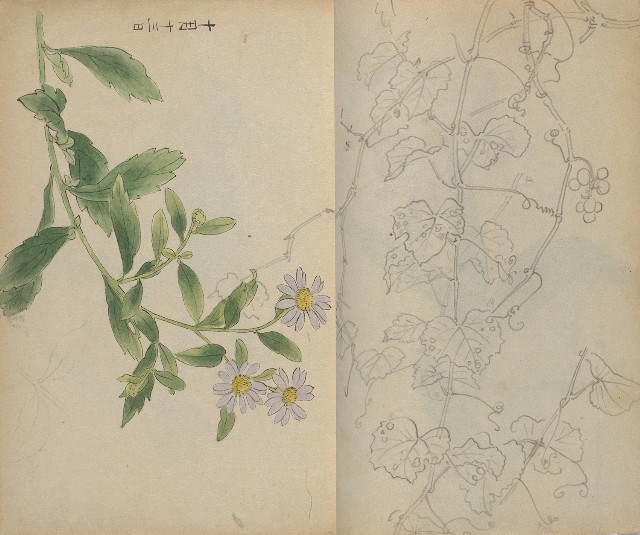 藏品:1930年代花鳥、景觀寫生集的(15)張圖片