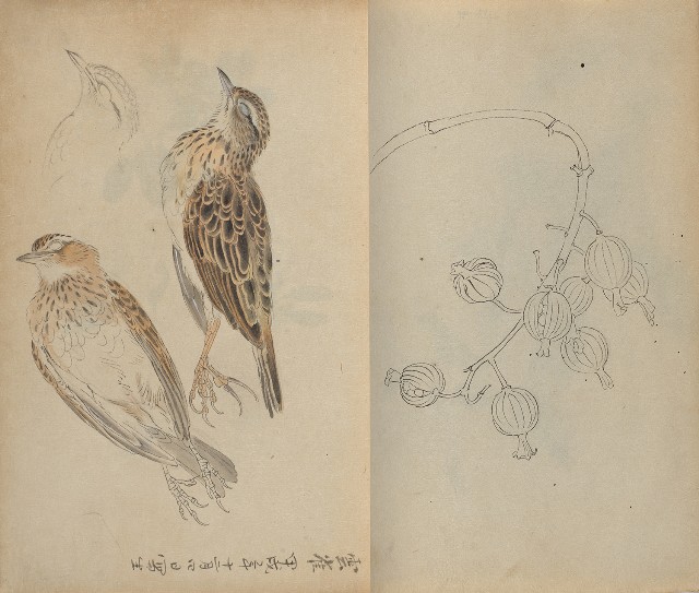藏品:1930年代花鳥、景觀寫生集的(16)張圖片