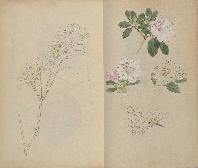 藏品:1930年代花鳥、景觀寫生集的(17)張圖片