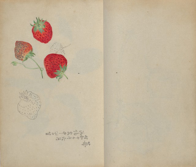 藏品:1930年代花鳥、景觀寫生集的(20)張圖片