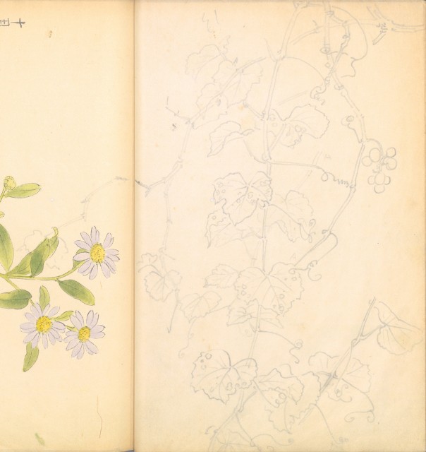 藏品:花鳥寫生冊002的(21)張圖片