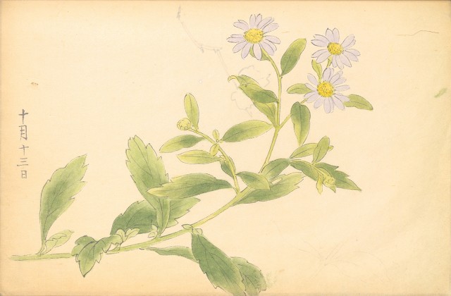 藏品:花鳥寫生冊002的(22)張圖片