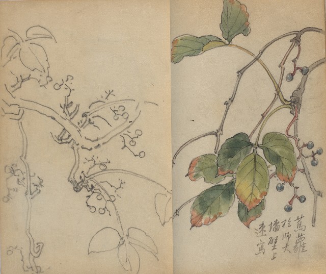 藏品:1930年代花鳥、景觀寫生集的(25)張圖片