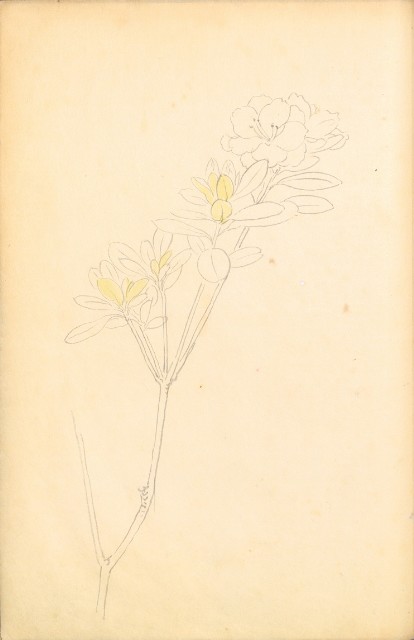 藏品:花鳥寫生冊002的(26)張圖片