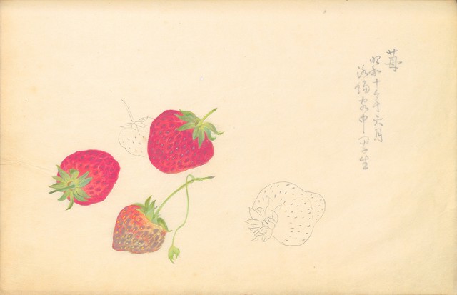 藏品:花鳥寫生冊002的(30)張圖片