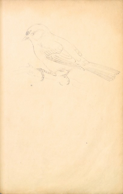 藏品:花鳥寫生冊002的(32)張圖片