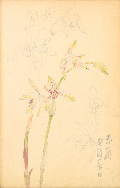 藏品:花鳥寫生冊002的(33)張圖片