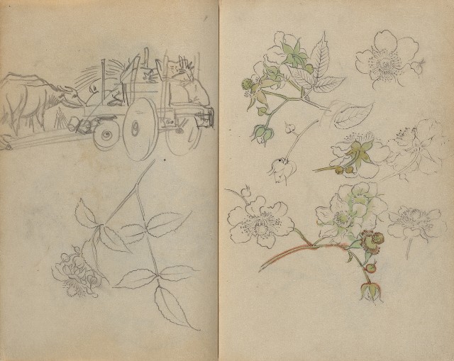 藏品:1930年代花鳥、景觀寫生集的(38)張圖片