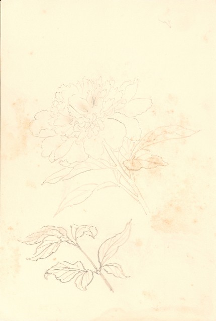 藏品:峨嵋金頂、風景、花、鹿、駱駝等寫生集006A的(21)張圖片