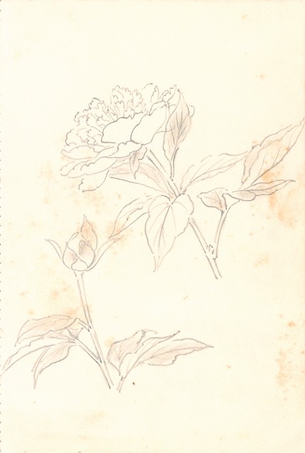 藏品:峨嵋金頂、風景、花、鹿、駱駝等寫生集006A的(22)張圖片