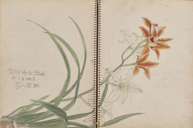 藏品:動物、植物及猴硐景觀等寫生集的(10)張圖片