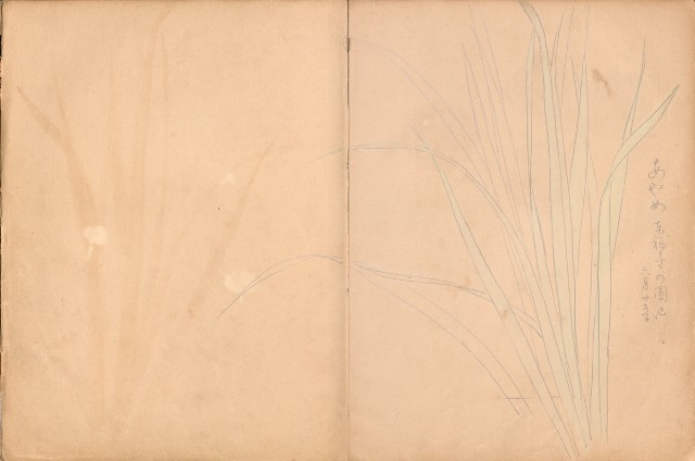 藏品:牛、植物、人物、動物、風景等寫生集009的(16)張圖片