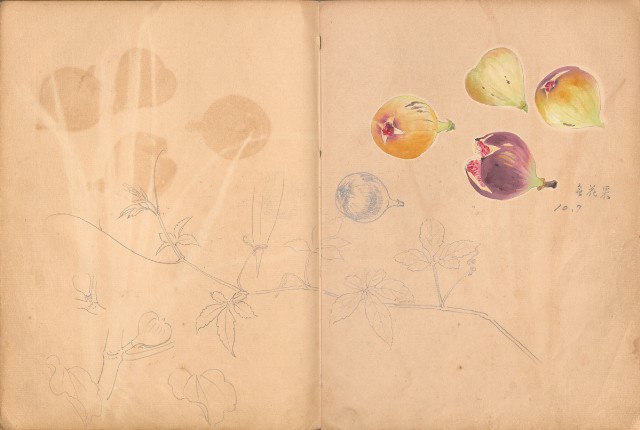 藏品:牛、植物、人物、動物、風景等寫生集009的(17)張圖片