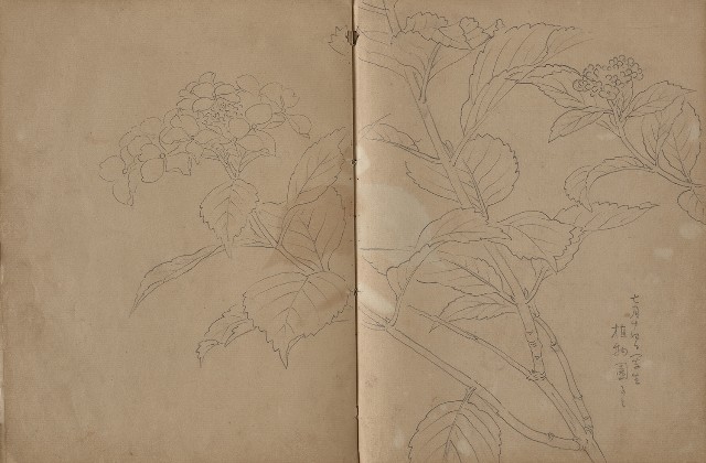 藏品:動物、植物、人物及京都景觀等寫生集的(18)張圖片